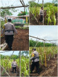 Polsek Bantan Cek Ketahanan Pangan, Jagung Pipil di Desa Sukamaju Siap Panen