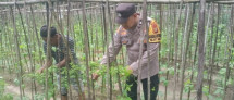 Bhabinkamtibmas Bukit Nenas Cek Pekarangan Pangan Bergizi, Dukung Ketahanan Pangan Nasional