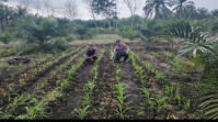 Bhabinkamtibmas Bukit Kayu Kapur Bersama Petani Cek Pertumbuhan Jagung Pipil di Lahan 1,5 Hektare