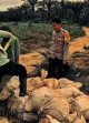 Dukung Swasembada Pangan, Jelang Panen  Jagung Polsek Mandau Laksanakan Pembagian Pupuk