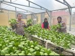 Polsek Dumai Timur Panen 35 Kg Pakcoy Hidroponik untuk Dukung Program MBG