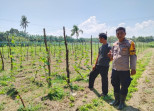 Bersama Petani, Personel Polsek Sungai Sembilan Pantau Perkembangan Pekarangan Pangan Bergizi