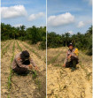 Dukung Ketahanan Pangan Nasional, Polsek Mandau Kelola Lahan Jagung Program 1 Juta Hektar