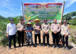 Personel Polsek Bukit Kapur Tambah Penanaman Jagung 0,5 Hektare untuk Dukung Ketahanan Pangan Nasion