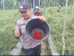 Bhabinkamtibmas dan Petani Kompak Pantau Pekarangan Pangan Bergizi di Tanjung Penyembal