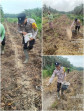 Polsek Mandau Intensifkan Pengelolaan Lahan Jagung Program 1 Juta Hektar Asta Cita Presiden RI