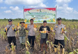 Canro Swandi Silaban Panen Jagung 1,2 Ton, Polsek Sungai Sembilan Berikan Dukungan