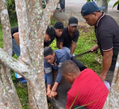 Dinkes Berkurban Tiga Ekor Sapi pada Idul Adha 1446 H