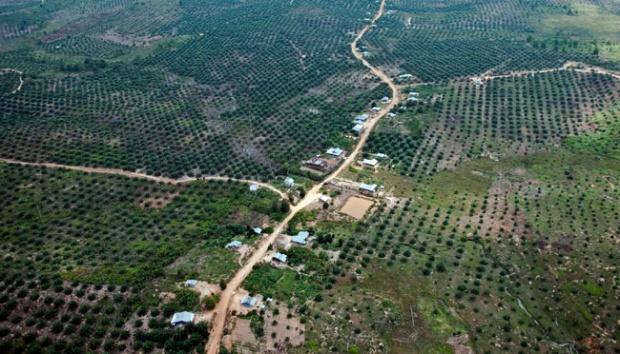 apo kesah ? 190 Perusahaan Sawit Tak Berizin Di Riau, DPRD Riau di Minta Tindak Lanjuti Temuannya