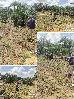 100 Hari Asta Cita Presiden RI, Program Tanam Jagung Bersama BUMDES Dilakukan Secara Bertahap