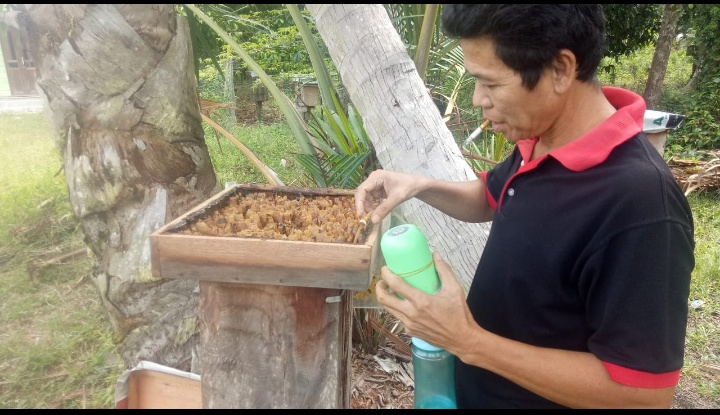Warga Sungai Tohor Berhasil Budidaya Sarang Kelulut