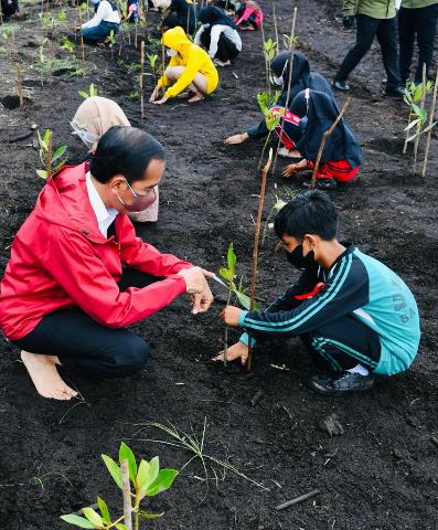 Sang Presiden RI Joko Widodo Nyeker Sambil Menanam Mangrove Bersama Anak-anak Sekolah