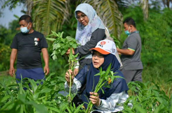 Ikut Panen Sayur, Arnita Sari Borong Hasil Panennya dan Dibagikan ke Warga