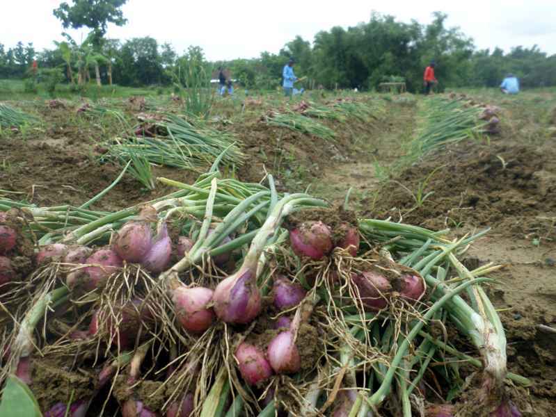 Wow...Bawang Merah Kampar dipasarkan  ke Sumatera Utara