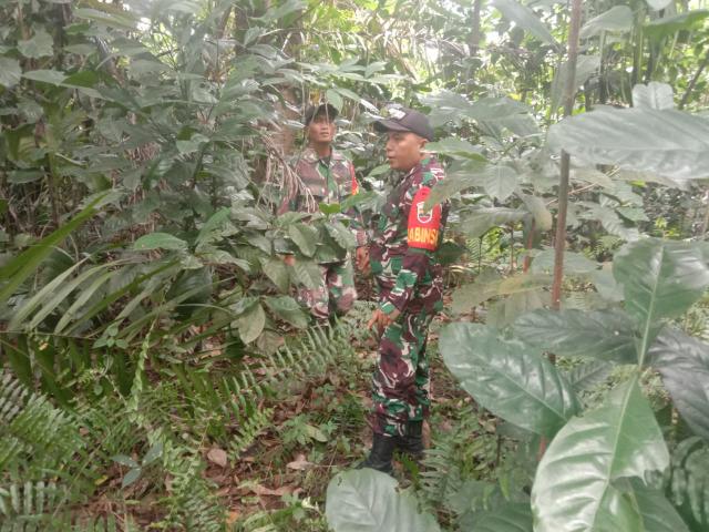 Musim Kemarau Saat Ini Babinsa Mandau dan Pos Ramil Batsol Siaga Karhutla di Titik Rawan Api