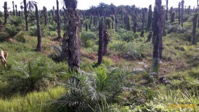 Zulher-Dasril Unggulkan Replanting Sawit dan Karet Program Ekonomi Kerakyatan