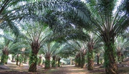 Genjot Potensi Perkebunan Sawit Riau Dengan Replanting