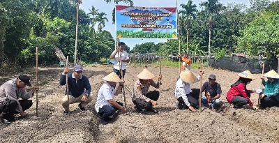 Polres Bengkalis Dukung Ketahanan Pangan Melalui Penanaman Jagung Pipil di Desa Kuala Alam