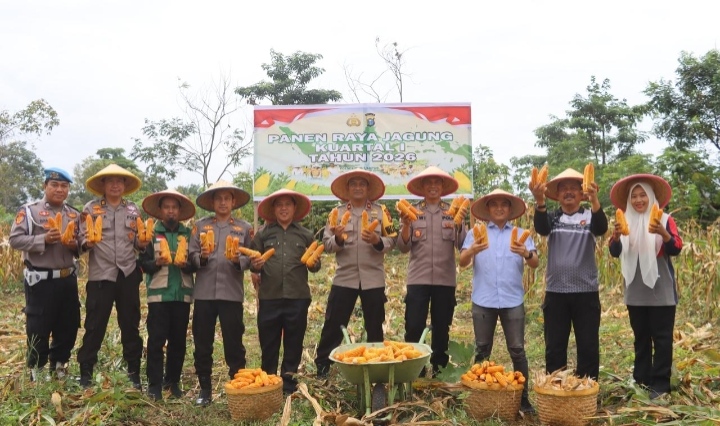 Polres Dumai Bersama Polsek Bukit Kapur Panen Jagung, Wujud Dukungan Ketahanan Pangan Nasional