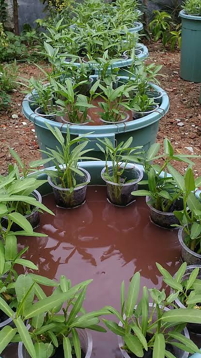 Tingkatkan Ketahanan Pangan di Masa Pandemi, Mahasiswa Kukerta UR Ciptakan Budikdamber Bagi Warga Du