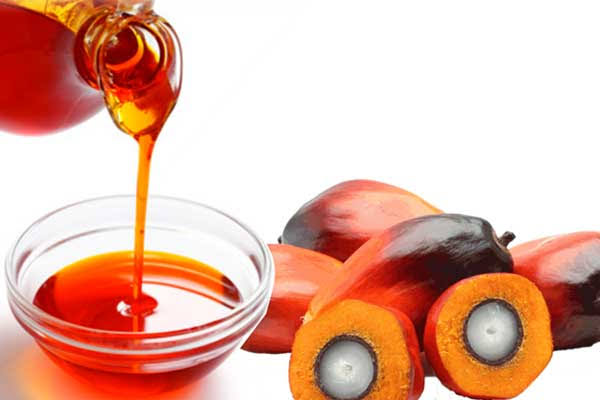CPO dan Kernel Riau Alami Kenaikan Harga