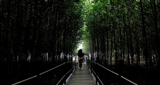 Konservasi Bandar Bakau Dumai Dapat Penghargaan Nasional