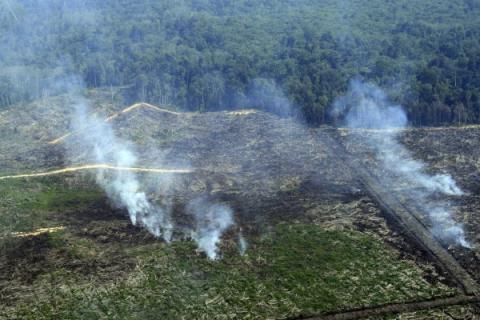 Bupati Siak: Kebun Sawit di Cagar Biosfer Akan Dimusnahkan