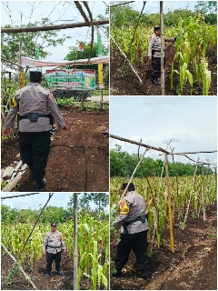 Polsek Bantan Cek Ketahanan Pangan, Jagung Pipil di Desa Sukamaju Siap Panen