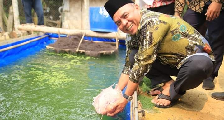 Plt Bupati Labuhanbatu Kunjungi Petani Lele Di Pangkatan