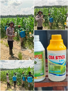 Dapatkan Hasil Yang Bagus, Polsek Mandau Lakukan Perawatan Jagung Pipil Bersama Kelompok Tani
