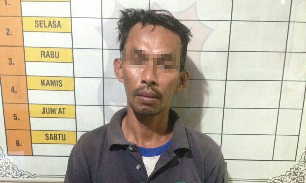 Pria Ini Ditangkap Saat Olah Pohon Kayu di Areal Konsesi RAPP