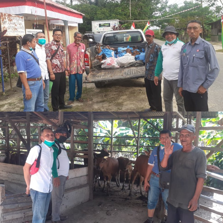 Peduli Kebakaran Hutan Dan Lahan PT Arara Abadi Serahkan Bantuan Sapi Dan Kambing Kepada  Masyarakat