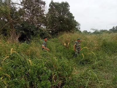 Babinsa Mandau Sisir Semak Belukar Guna Antisipasi Karhutla