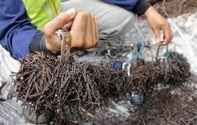 Masyarakat Pekanbaru Diimbau Waspada Ranjau Paku