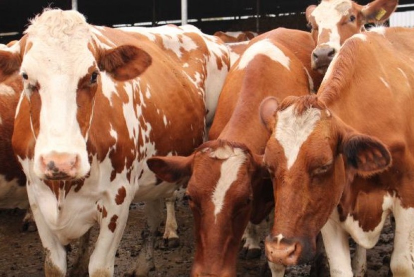 Indonesia Darurat Susu Segar Dalam Negeri pada 2020