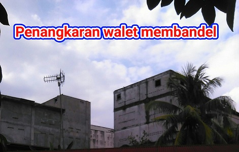Bising Penangkaran Burung Walet Kasi Trantib : Cek Nanti
