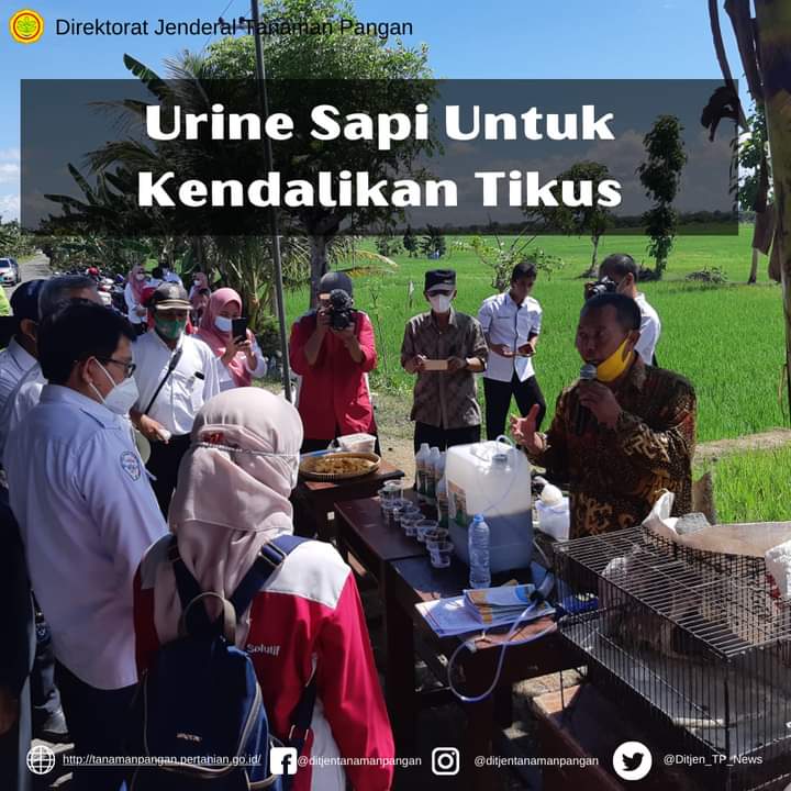 Urine Sapi Untuk Kendalikan Tikus