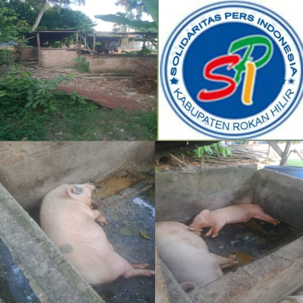 DPD SPI Rohil Minta PJ Penghulu Bahtera Makmur Tanggap Atas Laporan Masyarakat.