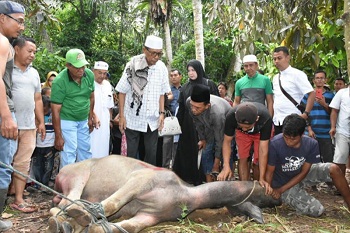 Bupati Kampar H. Azis Zaenal dan Keluarga Serahkan 1 Ekor Qurban di Kuapan