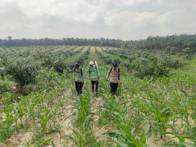 Polsek Mandau Laksanakan Perawatan Program Ketahanan Pangan jagung pipil di Desa Bathin Betuah