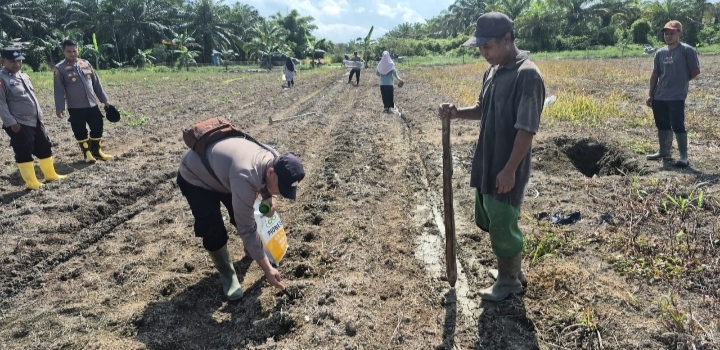Poktan Mekar Sekuntum Bersama Polsek Sungai Sembilan Optimalkan Lahan Pertanian Jagung Pipil