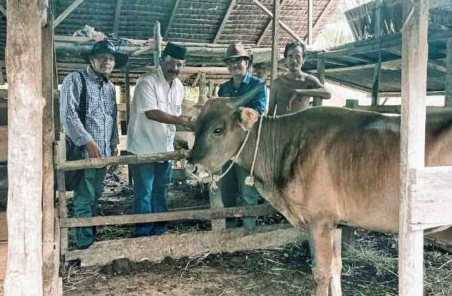 Pemkab. Meranti Bagikan 25 Ekor Hewan Qurban Ke Masjid dan Mushola