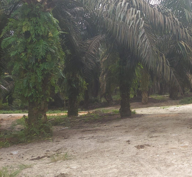 Mencekam, Penangkapan Paksa oleh Security PT NSR di Desa Segati