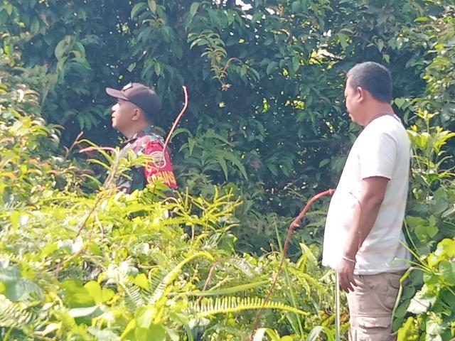 Babinsa Koramil 03/Mandau Terus Sisir Semak Belukar Guna Siaga Karhutla