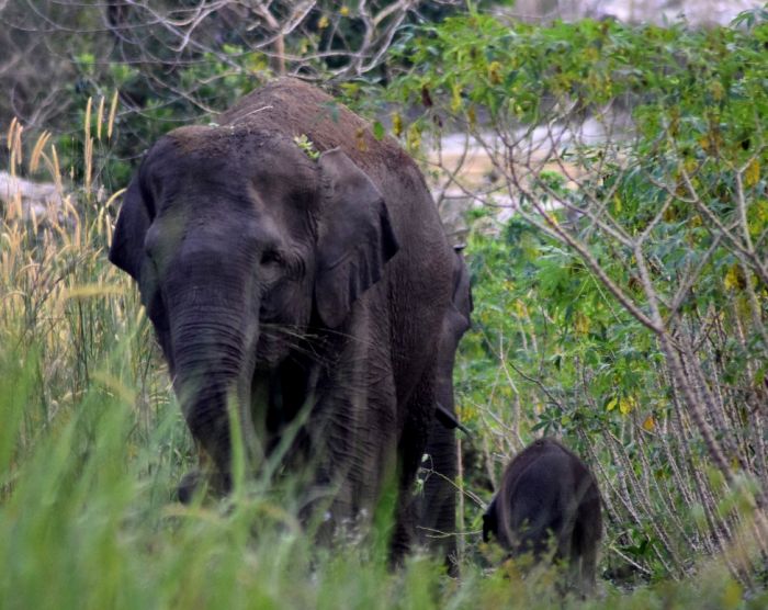 Demi Mempertahankan Ekosistem, Gajah Liar di SM Balai Raja Melahirkan