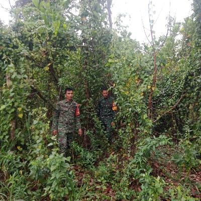 Seharian Hujan Melanda Kota Duri, Babinsa Tetap Laksanakan Giat Penelusuran Karhutla