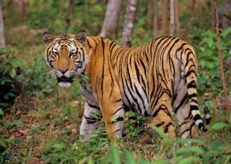 BBKSDA Buru Harimau Pemangsa Warga di Inhil