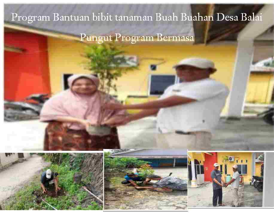 Melalui Program Bermasa,Desa Balai Pungut Berikan 200 Bibit Tanaman Pohon Buahan Kepada Masyarakat