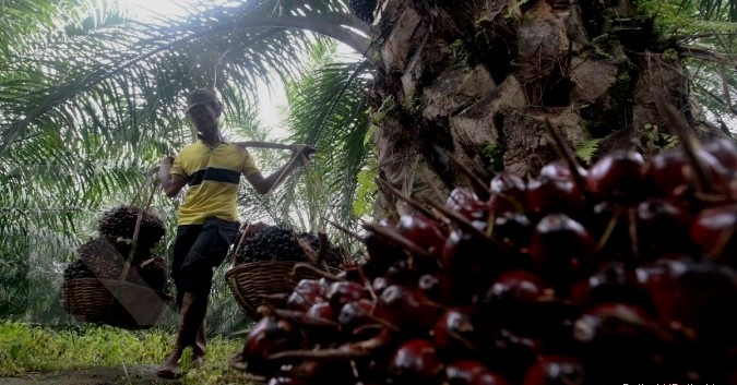 Harga Sawit Di Riau Mengalami Penurunan Rp 21,02