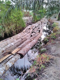 Dugaan Cukong Kayu Palet Gunakan Kayu Ilegal